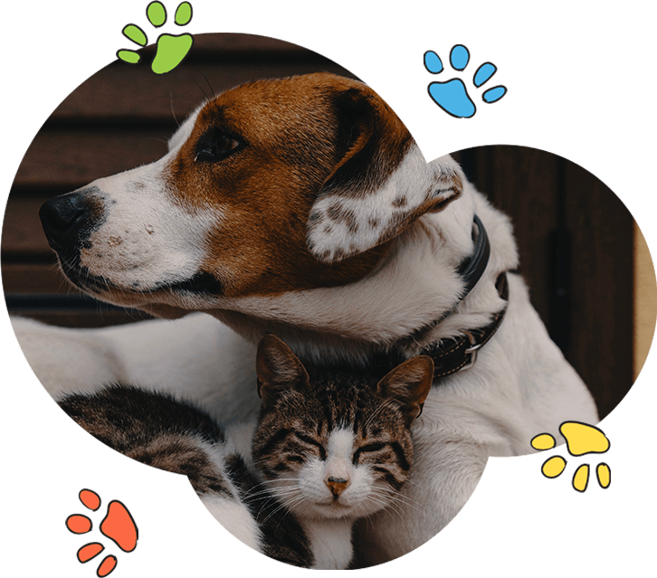 Dog Boarding Gurgaon - Pet Lovers Hut